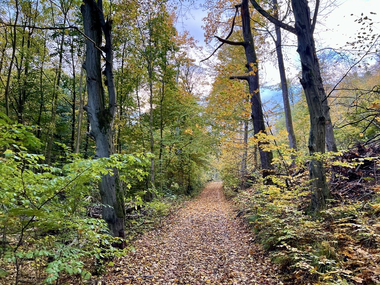 Waldweg am Wiesenbecker Teich im Nationalpark Harz
